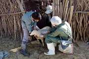 واکسیناسیون رایگان ۶۰ هزار راس دام سبک در شهرستان رفسنجان 